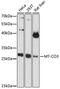 Mitochondrially Encoded Cytochrome C Oxidase III antibody, 18-155, ProSci, Western Blot image 