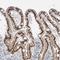 Zinc finger and BTB domain-containing protein 7B antibody, HPA025820, Atlas Antibodies, Immunohistochemistry frozen image 