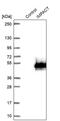 Protein IMPACT antibody, PA5-59805, Invitrogen Antibodies, Western Blot image 