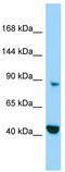 Microtubule Associated Monooxygenase, Calponin And LIM Domain Containing 2 antibody, TA331974, Origene, Western Blot image 