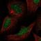 DNA mismatch repair protein Mlh3 antibody, NBP2-55958, Novus Biologicals, Immunofluorescence image 