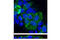 NHERF-1 antibody, 3394S, Cell Signaling Technology, Immunofluorescence image 