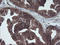 Pseudouridine 5'-Phosphatase antibody, LS-C172616, Lifespan Biosciences, Immunohistochemistry frozen image 