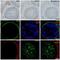 Fibroblast Growth Factor Receptor 3 antibody, MA5-26493, Invitrogen Antibodies, Immunocytochemistry image 