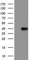 Serine dehydratase-like antibody, TA503992, Origene, Western Blot image 