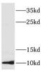 Small EDRK-Rich Factor 2 antibody, FNab07734, FineTest, Western Blot image 