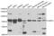 Acetylserotonin O-Methyltransferase Like antibody, PA5-77100, Invitrogen Antibodies, Western Blot image 