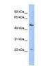 Chromosome 12 Open Reading Frame 50 antibody, NBP1-56725, Novus Biologicals, Western Blot image 