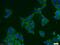 Secernin 3 antibody, 13240-1-AP, Proteintech Group, Immunofluorescence image 