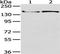 Serine/threonine-protein kinase WNK3 antibody, TA351944, Origene, Western Blot image 