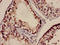 Protein kinase C-binding protein NELL2 antibody, orb400728, Biorbyt, Immunohistochemistry paraffin image 