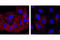 EGFR antibody, 5108S, Cell Signaling Technology, Immunofluorescence image 
