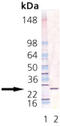 Protein GrpE antibody, MBS565222, MyBioSource, Western Blot image 