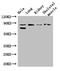 PR/SET Domain 4 antibody, CSB-PA890920LA01HU, Cusabio, Western Blot image 