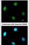 Replication Factor C Subunit 2 antibody, MA1-23321, Invitrogen Antibodies, Immunofluorescence image 