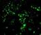 BrdU antibody, 33-237, ProSci, Immunofluorescence image 