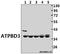 Cytosolic Thiouridylase Subunit 1 antibody, A12568-1, Boster Biological Technology, Western Blot image 