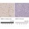 Small Integral Membrane Protein 13 antibody, NBP2-38074, Novus Biologicals, Immunohistochemistry paraffin image 