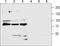 Glutamate Metabotropic Receptor 7 antibody, TA328833, Origene, Western Blot image 