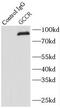 Glucocorticoid receptor antibody, FNab03497, FineTest, Immunoprecipitation image 