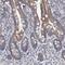 DDHD Domain Containing 2 antibody, HPA023143, Atlas Antibodies, Immunohistochemistry paraffin image 