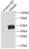 SMAD Family Member 5 antibody, FNab07998, FineTest, Immunoprecipitation image 