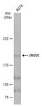 Lysine Demethylase 6B antibody, GTX124222, GeneTex, Western Blot image 