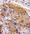 Nicotinamide N-Methyltransferase antibody, abx025652, Abbexa, Immunohistochemistry frozen image 
