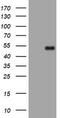 PHD Finger Protein 7 antibody, TA505156S, Origene, Western Blot image 