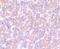 SMAD2 antibody, NBP2-80403, Novus Biologicals, Immunohistochemistry paraffin image 