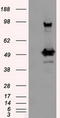 26S protease regulatory subunit 6A antibody, TA500928, Origene, Western Blot image 