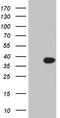 Regulator Of G Protein Signaling 18 antibody, CF812073, Origene, Western Blot image 