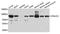 DnaJ homolog subfamily C member 2 antibody, A06788, Boster Biological Technology, Western Blot image 