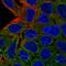 hAG-2 antibody, HPA007912, Atlas Antibodies, Immunocytochemistry image 