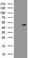 Protein ZNF365 antibody, LS-C175131, Lifespan Biosciences, Western Blot image 