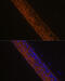Myosin Heavy Chain 13 antibody, 15-636, ProSci, Immunofluorescence image 