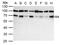 Nuclear Respiratory Factor 1 antibody, PA5-27854, Invitrogen Antibodies, Western Blot image 