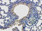 Oxidized Low Density Lipoprotein Receptor 1 antibody, orb6324, Biorbyt, Immunohistochemistry paraffin image 