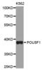 POU Class 5 Homeobox 1 antibody, STJ25065, St John