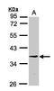 Ribosome Production Factor 2 Homolog antibody, GTX107021, GeneTex, Western Blot image 