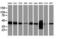 Cystathionine Gamma-Lyase antibody, M01803, Boster Biological Technology, Western Blot image 