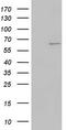 Keratin-7 antibody, TA803188, Origene, Western Blot image 