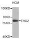 EH Domain Containing 2 antibody, STJ26802, St John