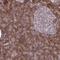 Stromal interaction molecule 2 antibody, NBP2-37964, Novus Biologicals, Immunohistochemistry frozen image 