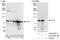 UFM1 Specific Ligase 1 antibody, A303-456A, Bethyl Labs, Immunoprecipitation image 