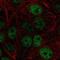 Zinc fingers and homeoboxes protein 1 antibody, NBP2-55880, Novus Biologicals, Immunofluorescence image 