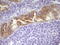 Phosphatidate phosphatase LPIN3 antibody, LS-C339408, Lifespan Biosciences, Immunohistochemistry frozen image 