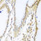 MYB Binding Protein 1a antibody, A04187, Boster Biological Technology, Immunohistochemistry frozen image 
