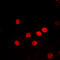 Histone H2B antibody, LS-C358766, Lifespan Biosciences, Immunofluorescence image 