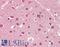 Cystatin C antibody, LS-B10662, Lifespan Biosciences, Immunohistochemistry paraffin image 